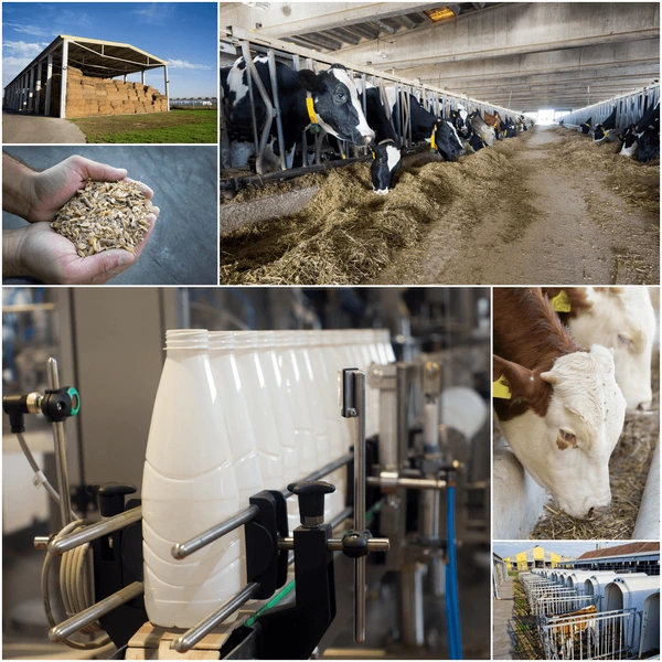 Cattle feed manufacturing facility of Sungrain Food Industries in Punjab